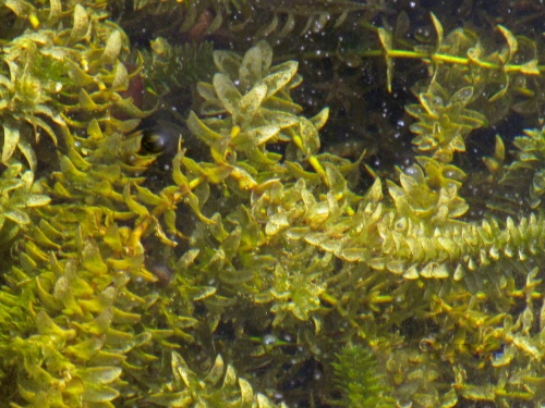 Elodea canadensis - Wasserpest